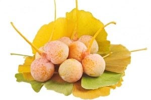 Ginkgo Mabet Fidanı Dikim Zamanı Nedir?